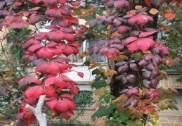 Yeşilden kızıla sonbahar 