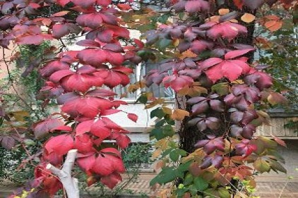 Yeşilden kızıla sonbahar 