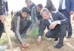 Yeşilvadi Parkı’na 1000 adet  Çam, 750 adet zeytin fidanı dikildi