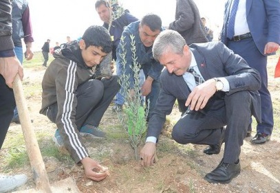 Yeşilvadi Parkı’na 1000 adet  Çam, 750 adet zeytin fidanı dikildi