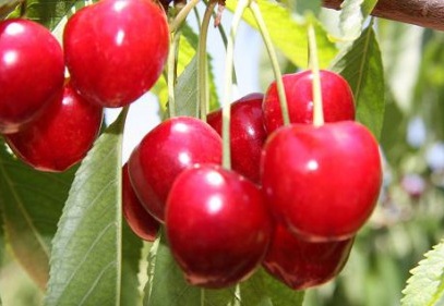 Yeterli döllenme olmadı, kiraz üretimi 250 tona geriledi