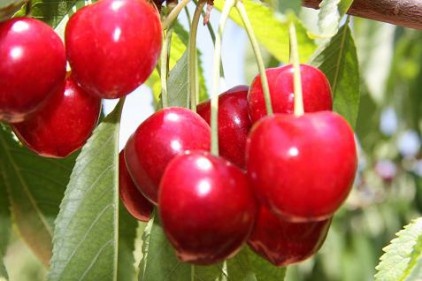 Yeterli döllenme olmadı, kiraz üretimi 250 tona geriledi