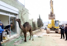 Yıkıma tepti için deve kesti