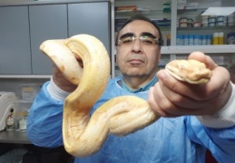 Yılanın midesindeki tümör ameliyatla alındı