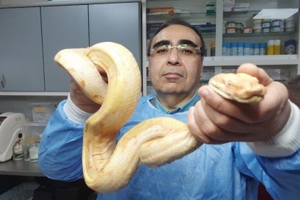 Yılanın midesindeki tümör ameliyatla alındı