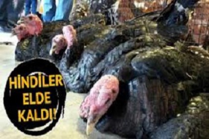 Yılbaşı öncesi satışa çıkan hindiler elde kaldı