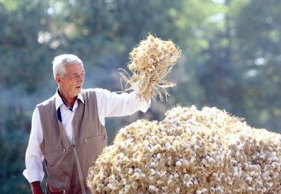 Yılda 15 bin tona yakın sarımsak üretiyoruz