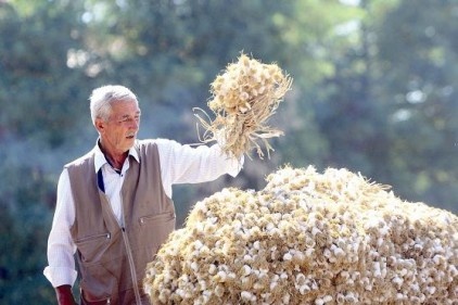 Yılda 15 bin tona yakın sarımsak üretiyoruz