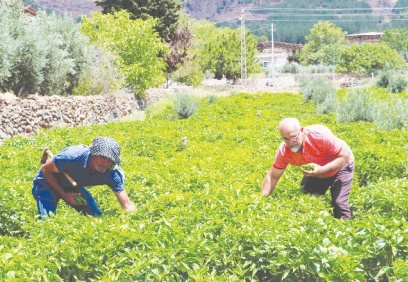 “Yılda 3 kez mahsul topluyoruz”