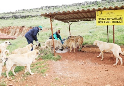 Yılda 7 bin hayvanın bakım ve tedavisi yapılıyor