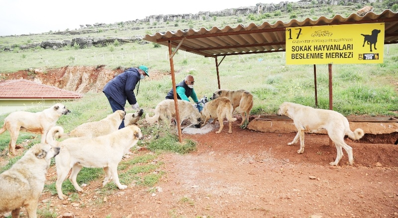 Yılda 7 bin hayvanın bakım ve tedavisi yapılıyor
