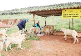 Yılda 7 bin hayvanın bakım ve tedavisi yapılıyor