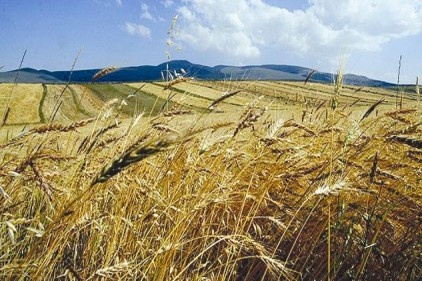 Yılın ilk buğdayı Borsa&#8217;ya geldi