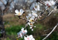 Yılın ilk cemresi havaya düştü 