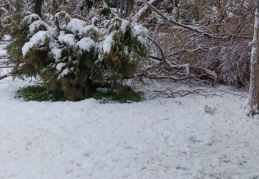 Yılın ilk karı Şubat’ta geldi