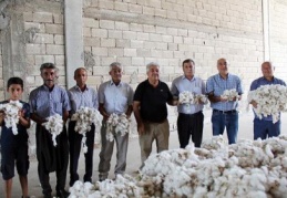 Yılın ilk kütlü pamuk hasadı yapıldı