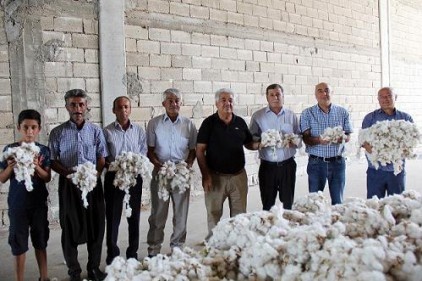 Yılın ilk kütlü pamuk hasadı yapıldı