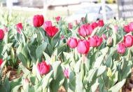 Yılın ilk laleleri açtı