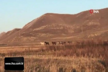 Yılkı atları doğal ortamlarında görüntülendi