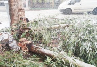 Yoğun kar yağışı nedeniyle ağaçlar devrildi