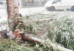 Yoğun kar yağışı nedeniyle ağaçlar devrildi