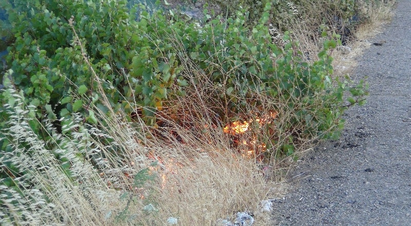 Yol kenarına atılan izmarit, ağaçlara ve bağlara zarar verdi