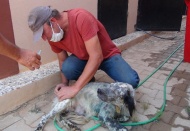 Yol kenarında bulduğu yaralı köpeği tedavi etti