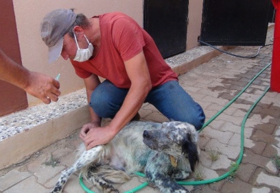 Yol kenarında bulduğu yaralı köpeği tedavi etti