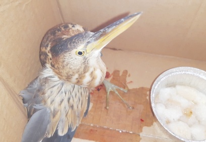 Yol kenarında kanlar içerisinde İran balıkçıl kuşu bulundu