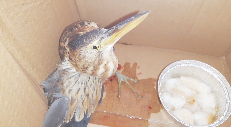 Yol kenarında kanlar içerisinde İran balıkçıl kuşu bulundu