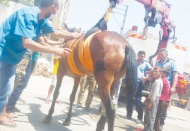 Yol ortasındaki yaralı at operasyonla kurtarıldı