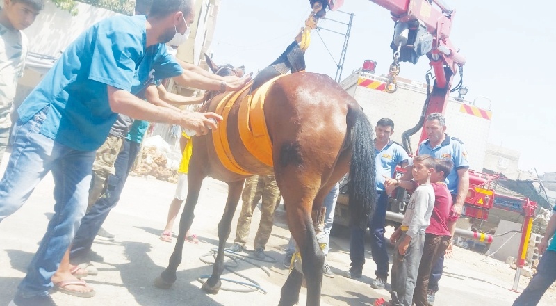 Yol ortasındaki yaralı at operasyonla kurtarıldı