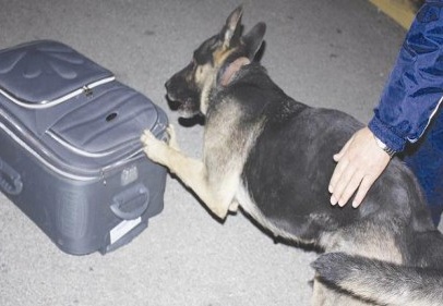 Yolcu valizinde 11 kilo esrar ele geçirildi