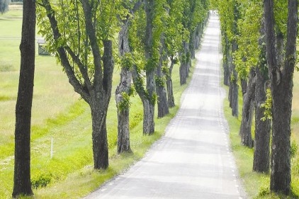 Yollar &#039;&#039;yeşil set&#039;&#039;le korunacak