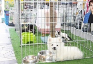 Yönetmelik, kayıtsız, merdiven altı hayvan üretimi ve satışına engel olacak