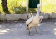 Yorgun düşen pelikan yoğun bakıma alındı