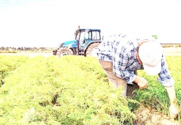 Yüksek kura bağlı girdi maliyetleri çiftçiyi zorlamaya devam ediyor