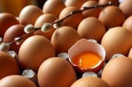 Yumurta üretimi arttı