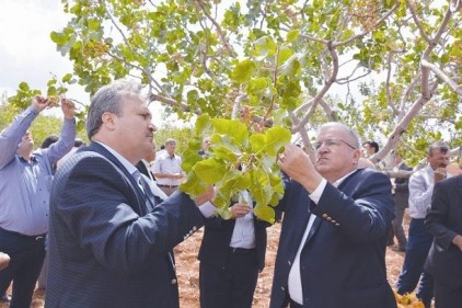 Yuntdağı, umudunu Antepfıstığı&#8217;na bağladı