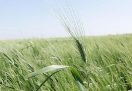 Yüzde 15’lik bir artışla 23 milyon tonun üzerinde bir buğday rekoltesi bekliyoruz