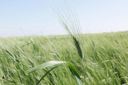 Yüzde 15&#8217;lik bir artışla 23 milyon tonun üzerinde bir buğday rekoltesi bekliyoruz