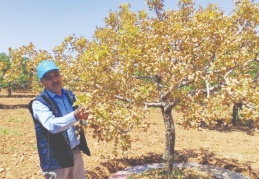Yüzlerce fıstık ağacı kurudu, bu sene de önümüzdeki sene de fıstık yok