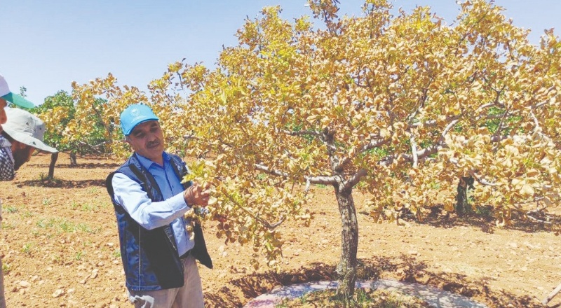 Yüzlerce fıstık ağacı kurudu, bu sene de önümüzdeki sene de fıstık yok