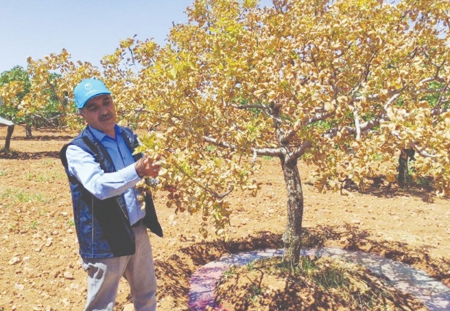 Yüzlerce fıstık ağacı kurudu, bu sene de önümüzdeki sene de fıstık yok