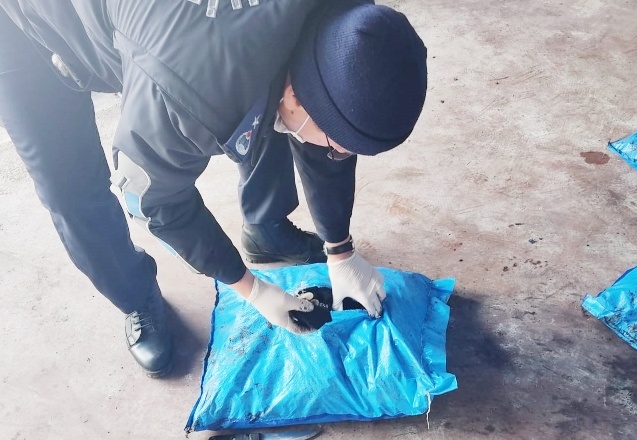 Zabıta ekipleri, 70 ton kaçak kömüre el koydu