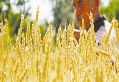 Zarar görmüş buğday ülkeye sokuldu iddiası
