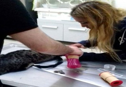 Zavallı kedi 3 gün yoğun bakımda kaldı