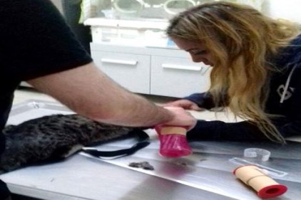 Zavallı kedi 3 gün yoğun bakımda kaldı