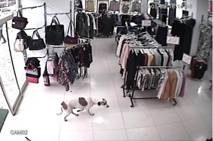 Zavallı köpek yağmurdan kurtuldu insanlardan kurtulamadı