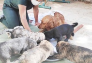 Zehirlenen köpek, sağlığına kavuşuyor